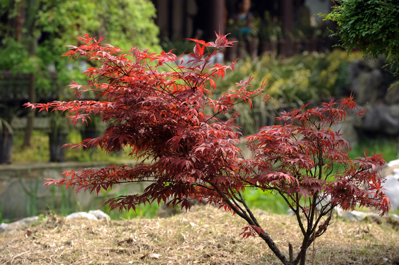 dsc_6026a.jpg