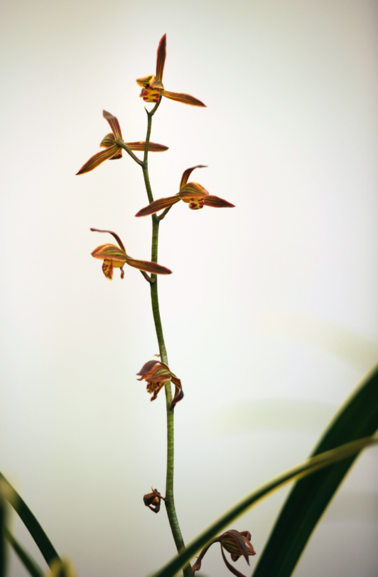 dsc_6035a.jpg