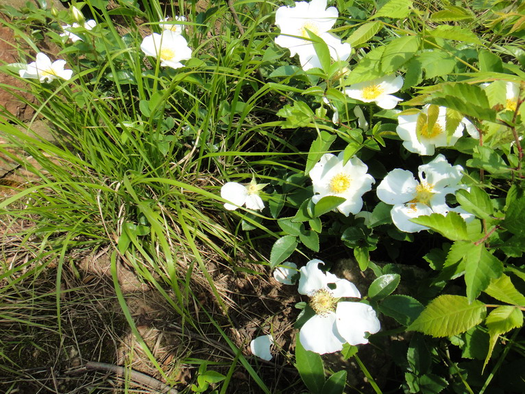 dsc07504.jpg