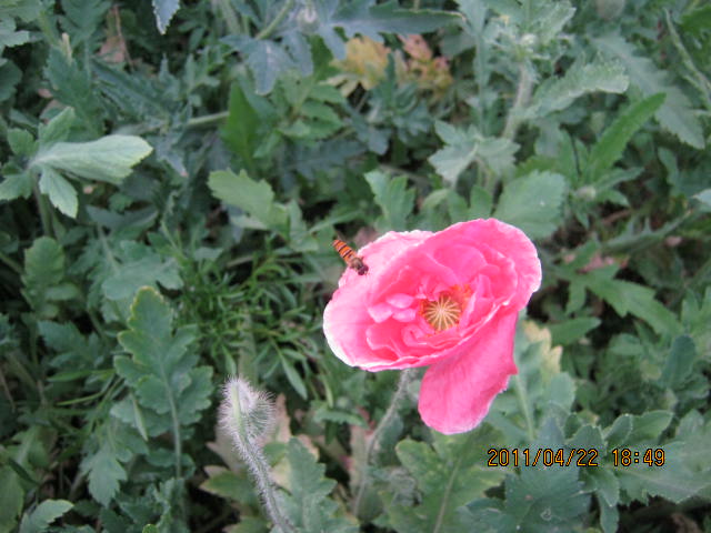 img_2290.jpg