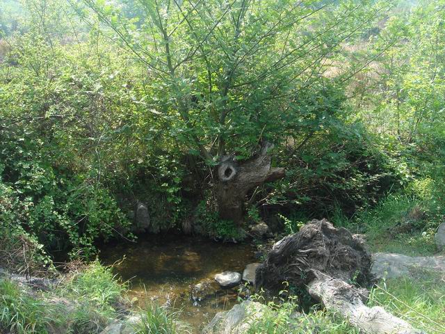 dsc00490.jpg