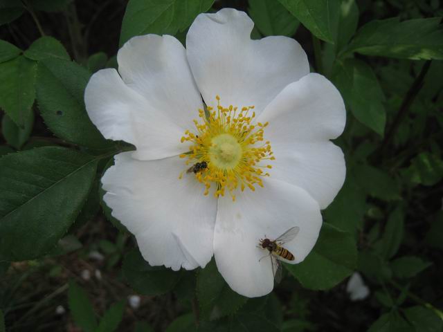 С Ƭ 022.jpg