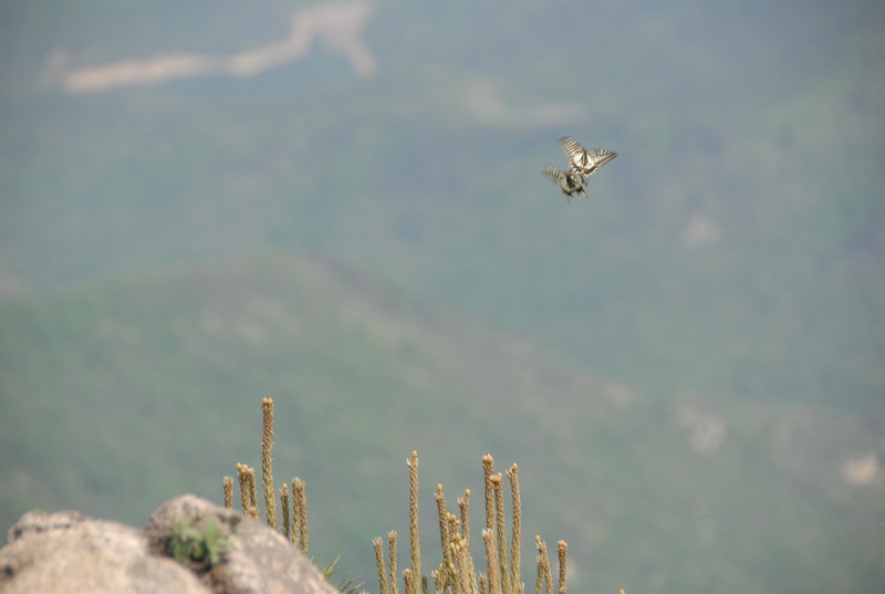 dsc_0091.jpg