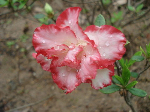 http_imgloadcabd747i.jpg