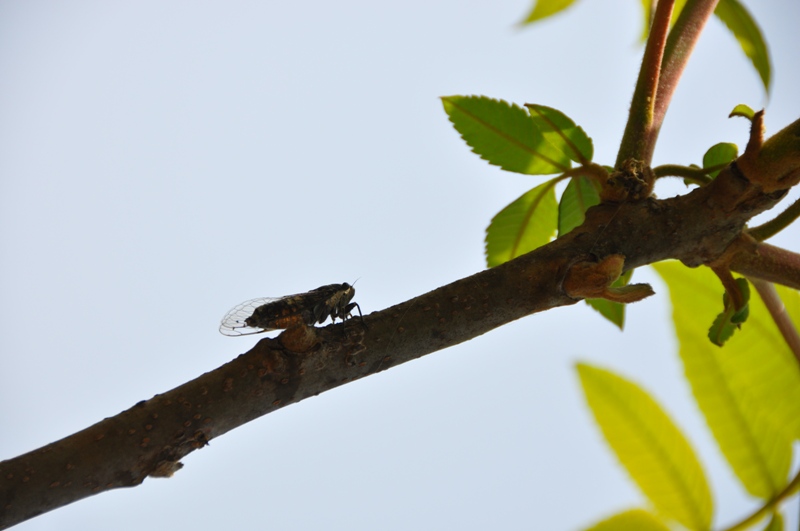 dsc_0043.jpg
