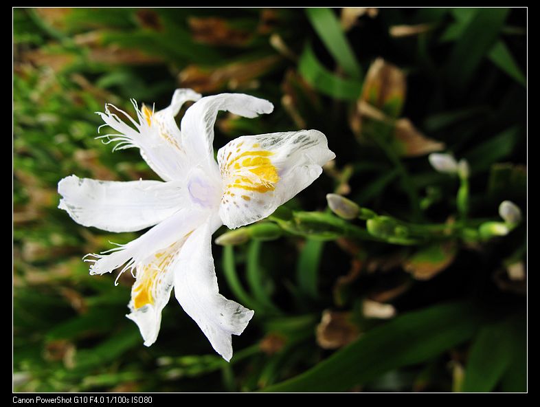 20110407ѩ-.jpg