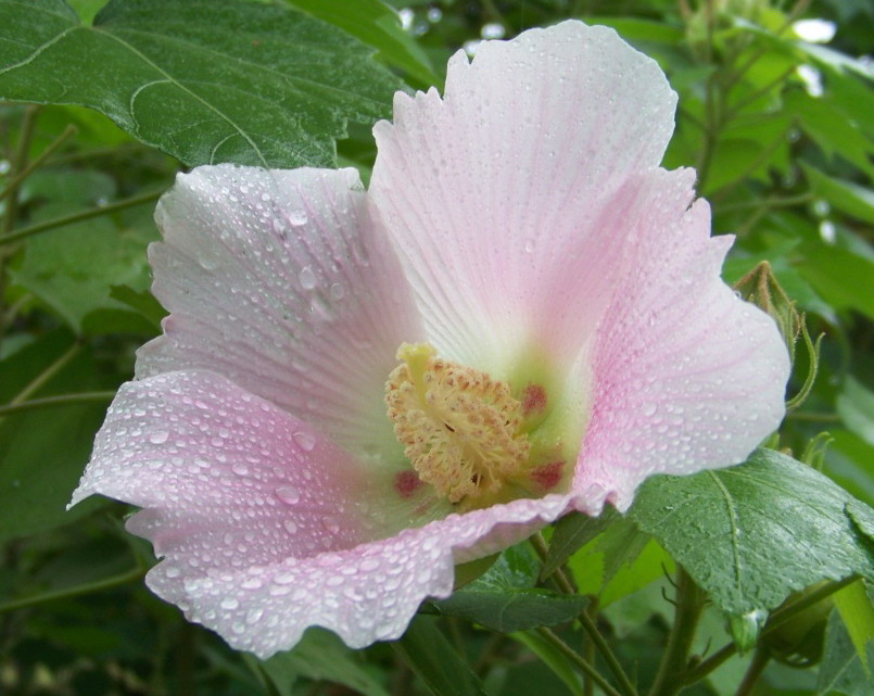 20090920̨Ķ a (4)2.jpg