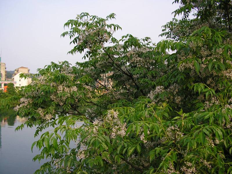 2006-05-03.jpg