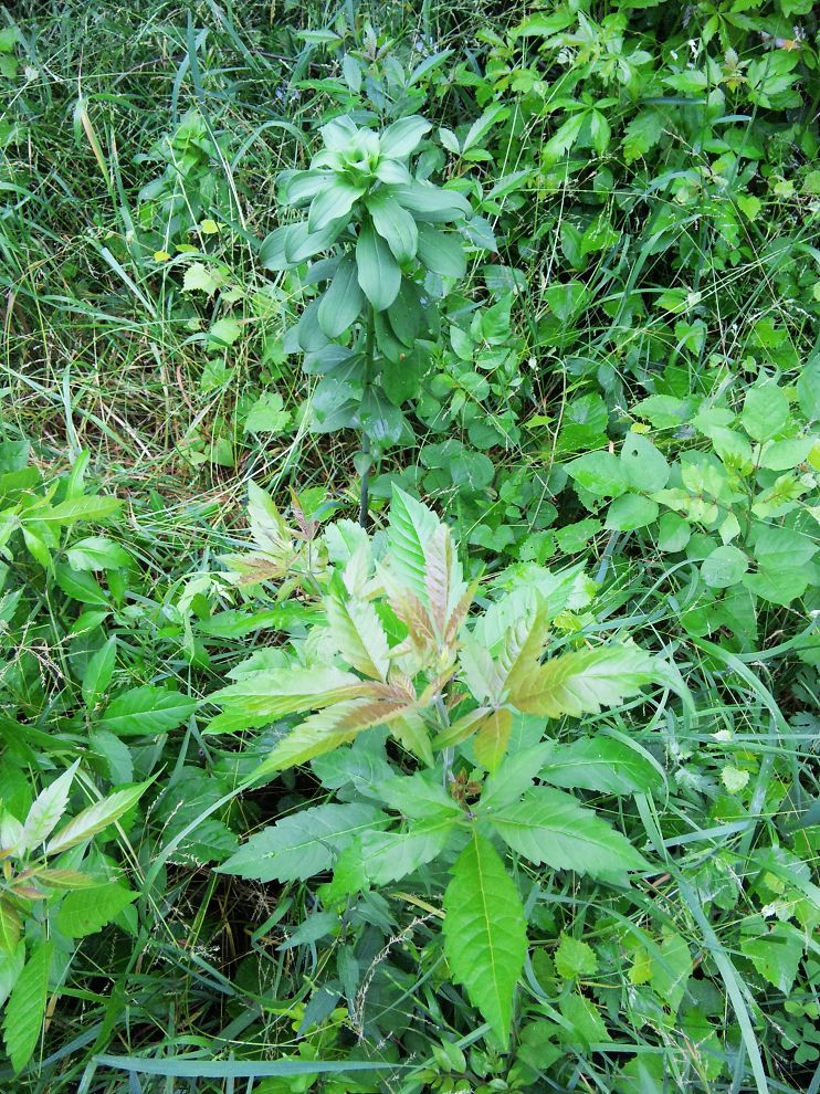 neo_img_dvc00021.jpg