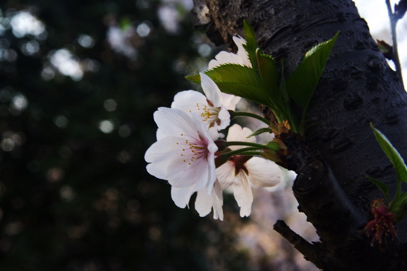 img_5113-1.jpg