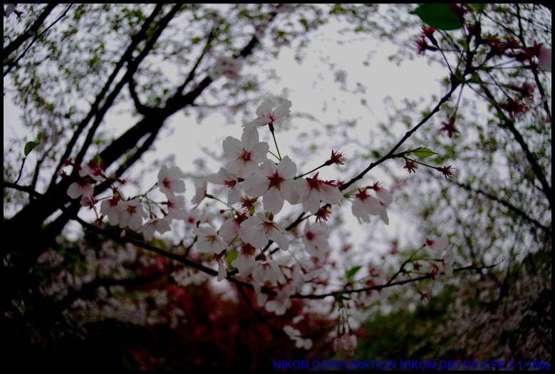 dsc_0585.jpg