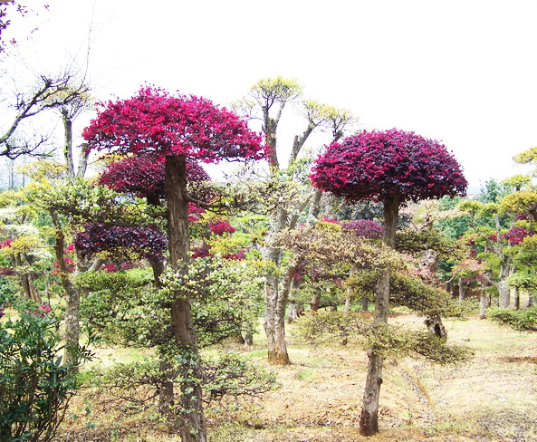 100_1078.jpg