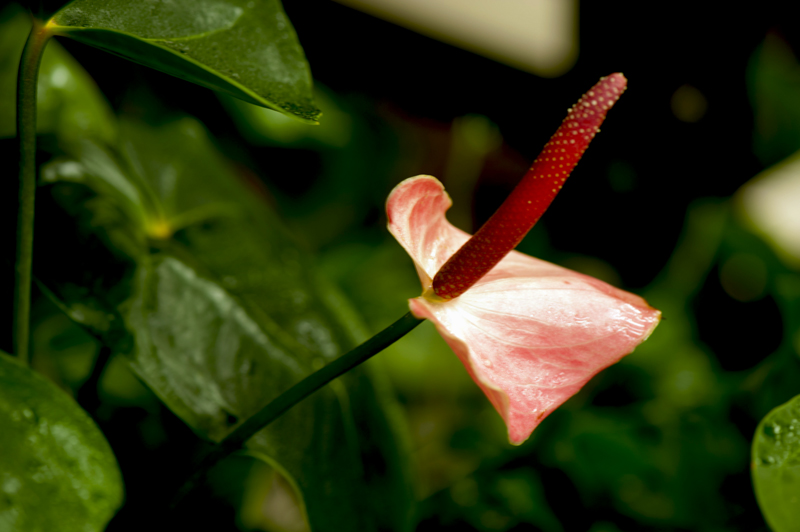 dsc_6216a.jpg