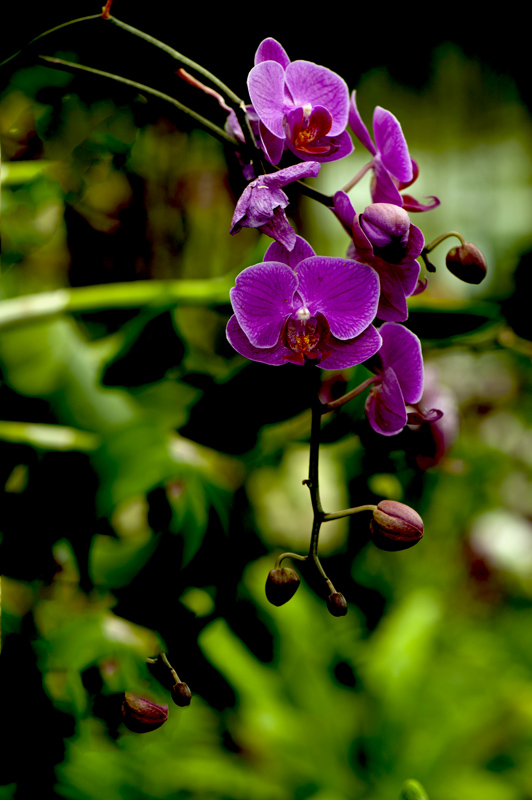 dsc_6233a.jpg