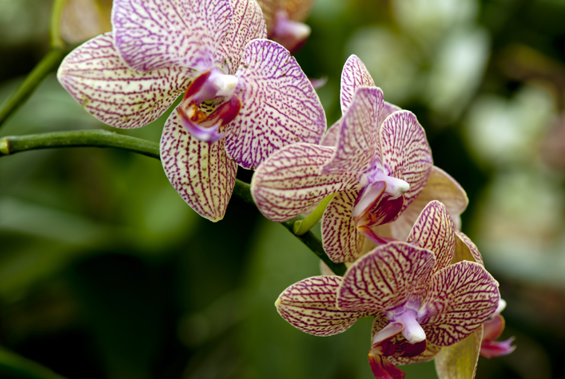 dsc_6238a.jpg