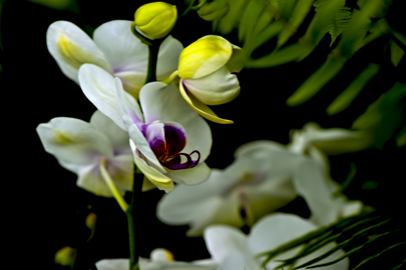 dsc_6241a.jpg