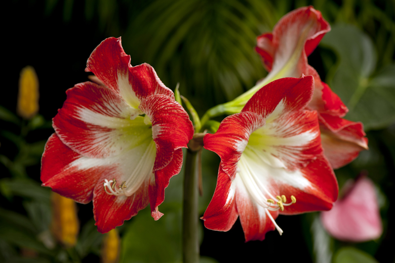 dsc_6214a.jpg