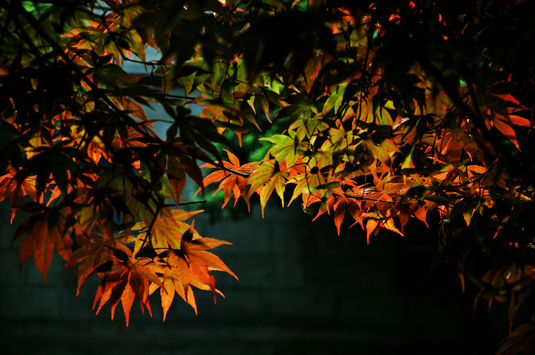 dsc_35362.jpg