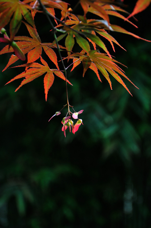 dsc_35541.jpg