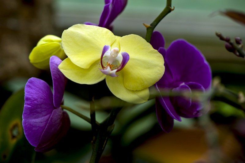 dsc_6250a.jpg