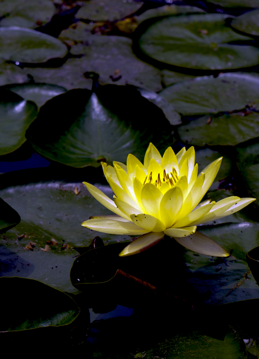 dsc_6259a.jpg