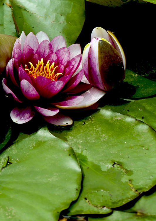 dsc_6265a.jpg
