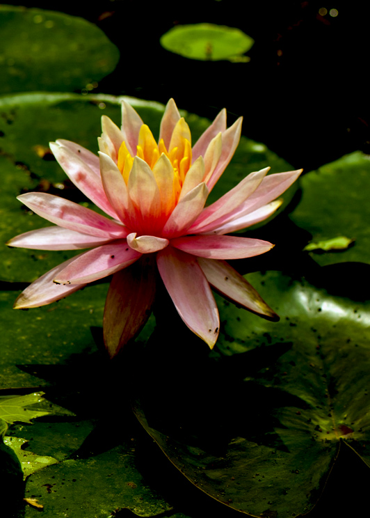 dsc_6277a.jpg