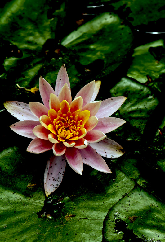 dsc_6279a.jpg