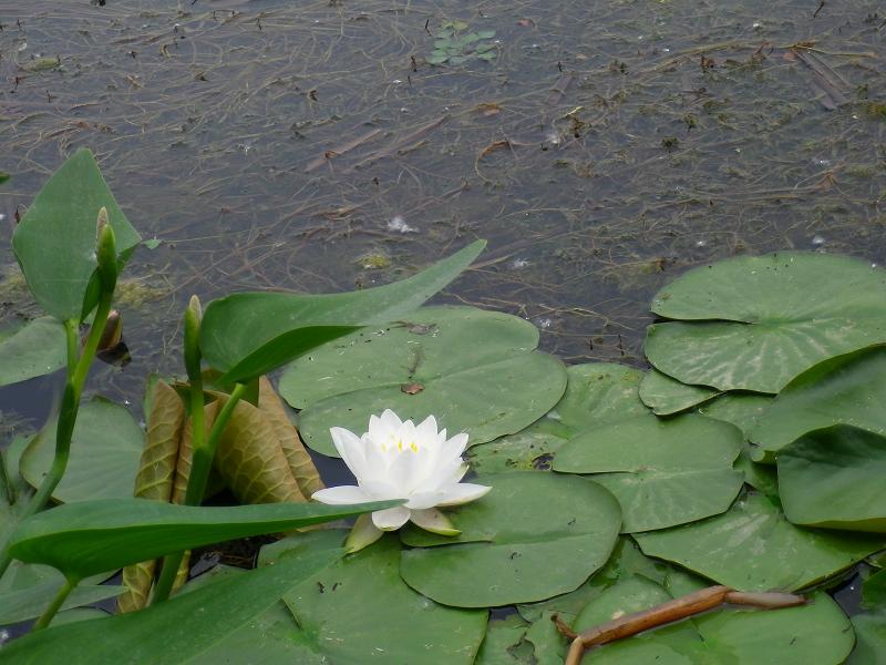 imgp0850.jpg