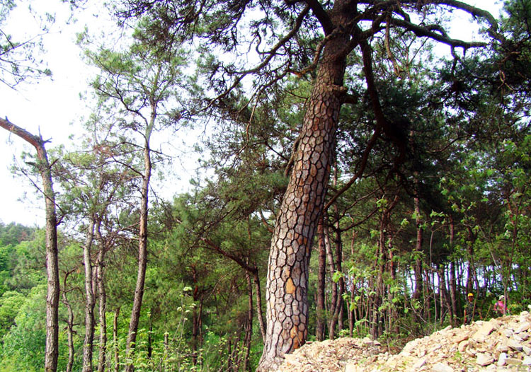 dsc02013 .jpg