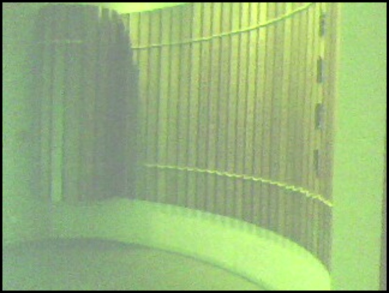 conew_img0428a.jpg
