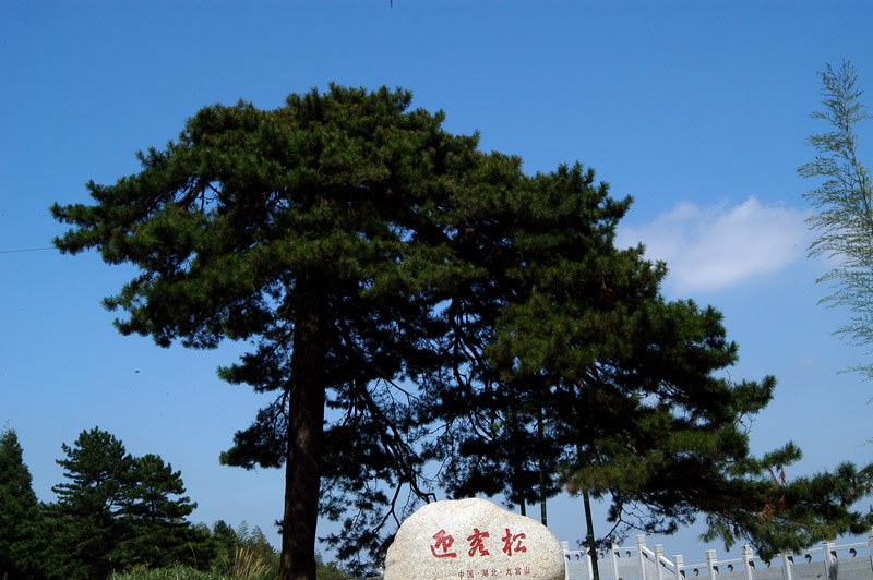 dsc_2342 .jpg