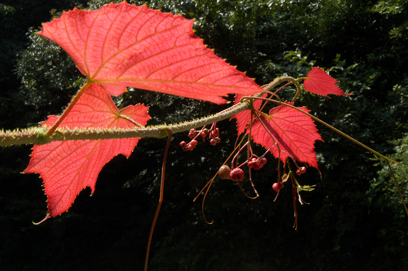 dsc_2411 .jpg