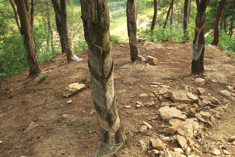 dsc_0307.jpg