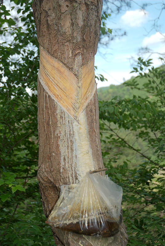 dsc_0305.jpg