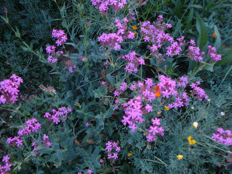 dsc04650_.jpg
