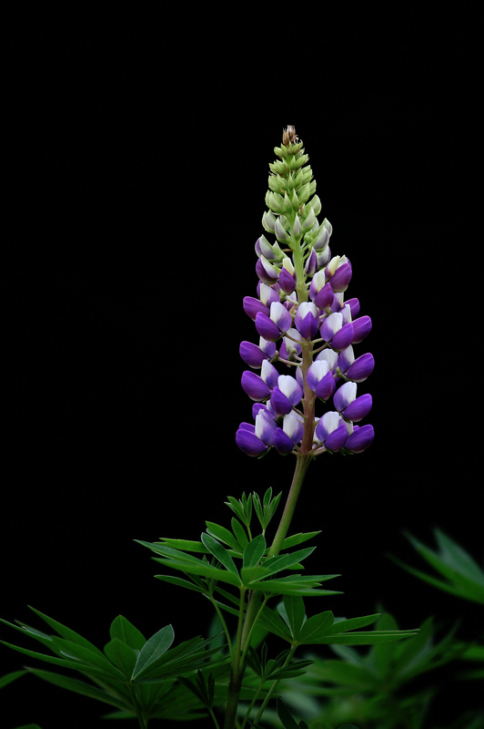 dpp_0023_1.jpg
