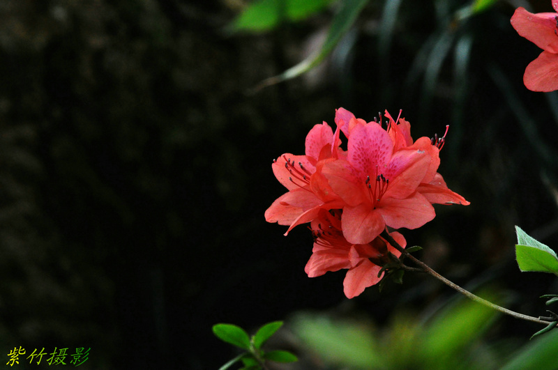 dsc_2280.jpg