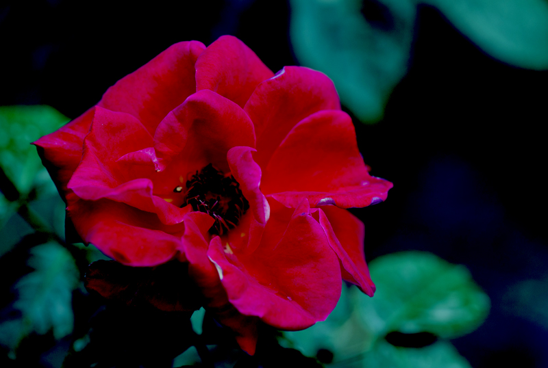 dsc_6086a.jpg