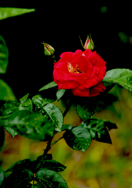 dsc_6088a.jpg