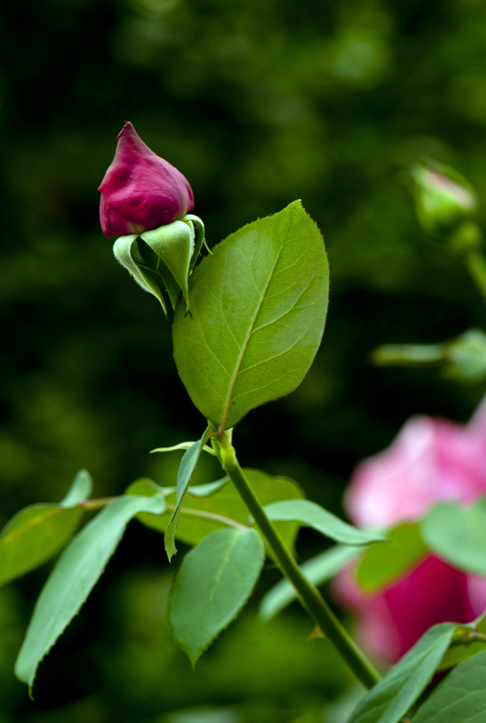 dsc_6101a.jpg