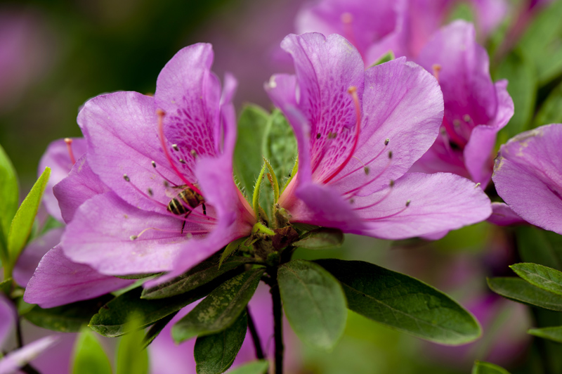 dsc_6115a.jpg