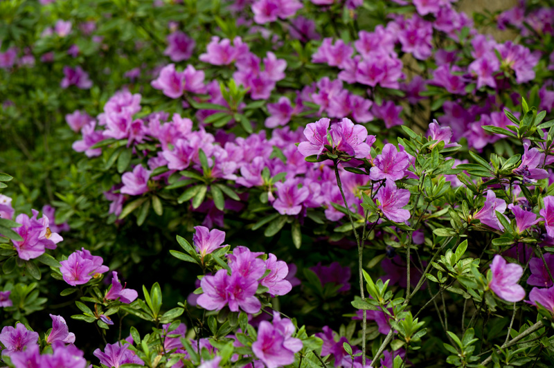 dsc_6123a.jpg