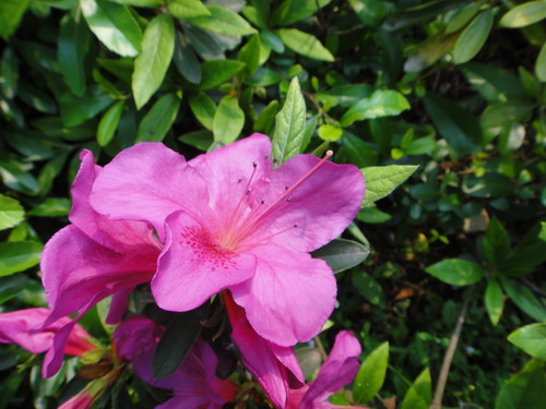 dsc00018.jpg