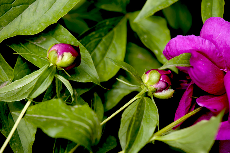 dsc_6172a.jpg