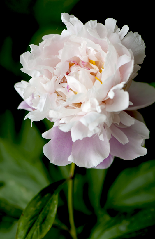 dsc_6182a.jpg