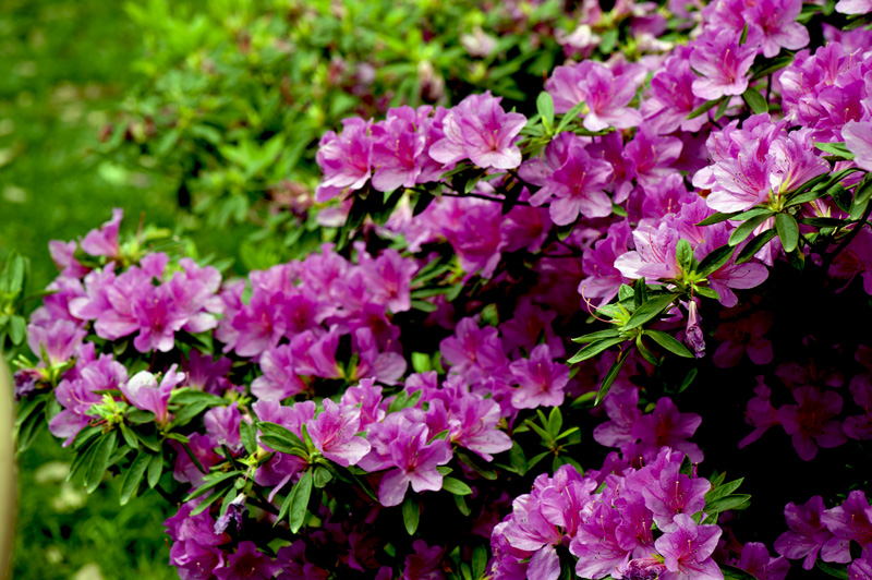 dsc_6196a.jpg