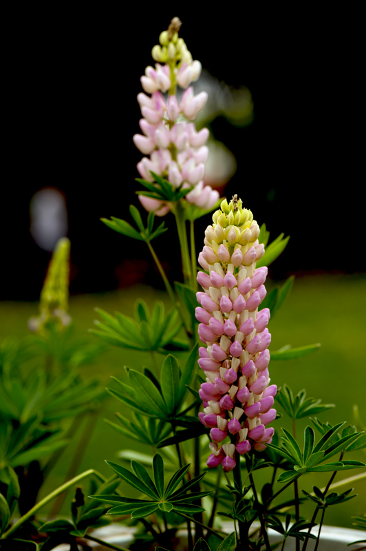 dsc_6200a.jpg