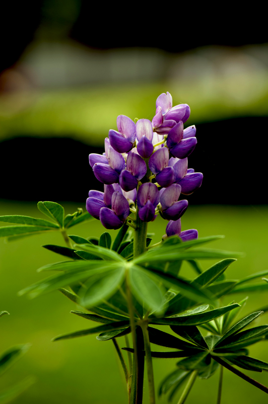 dsc_6203a.jpg