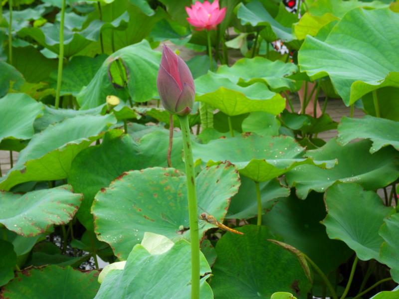 sdc10039.jpg